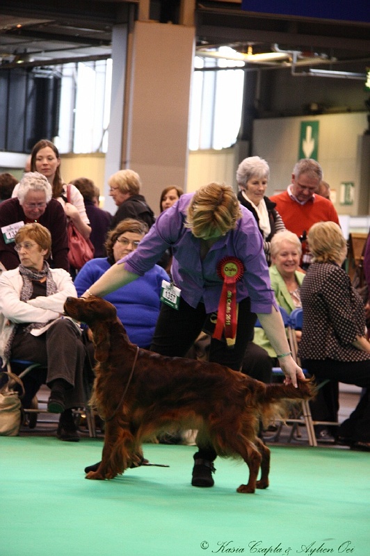 Crufts2011 878.jpg